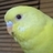 ayamonのアイコン
