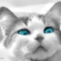 Berke Dağlı (@berkeedaglii) Twitter profile photo