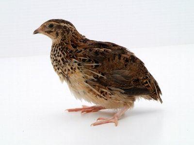 totokotokotoko1's profile picture. 鳥と共にあれ