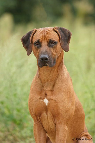 justforthedogs's profile picture. http://t.co/rF7WGQKURw - The Dog Lovers WebSite