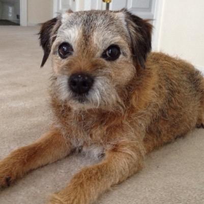 Life lessons from Huntley the best BT 🌈 2014. Volunteer puppy raiser of Scarlett 🐕🦺 for Guiding Eyes For The Blind. Certified Canine Massage Therapist