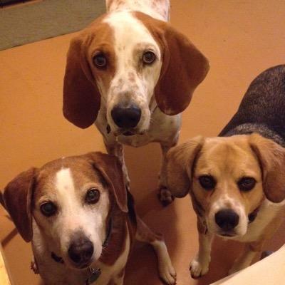 JSMcM's profile picture. Dog mom, wife, lawyer. She/her.