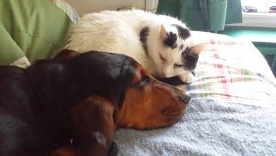 Vettechdmrobi's profile picture. 