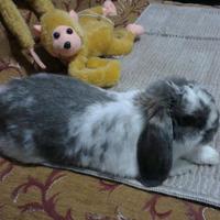 Tony Camilleri (@capricorn__one_) 's Twitter Profile