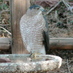 Wayne Fischer (@wayneswildlife) Twitter profile photo