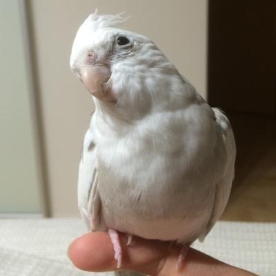 lalalai_y's profile picture. 