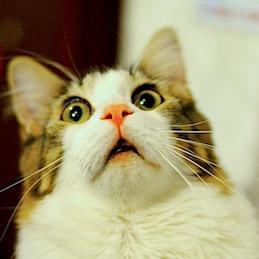 NeverEndingAtom's profile picture. 