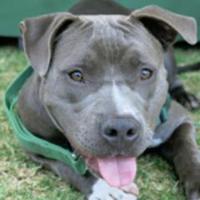 Adoptable LA Pets (@cutepetsla) 's Twitter Profile Photo Adoptable LA Pets (@cutepetsla) 's Twitter Profile Photo