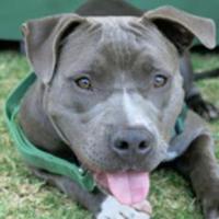 Adoptable LA Pets(@CutePetsLA) 's Twitter Profile Photo