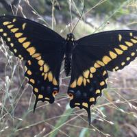 TexasButterflyRanch (@butterflybeat) 's Twitter Profile