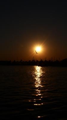 sikyzufobeg's profile picture. 