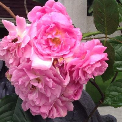 ognmom's profile picture. Enjoy all things beautiful, hate scary movies and love, love, love my family