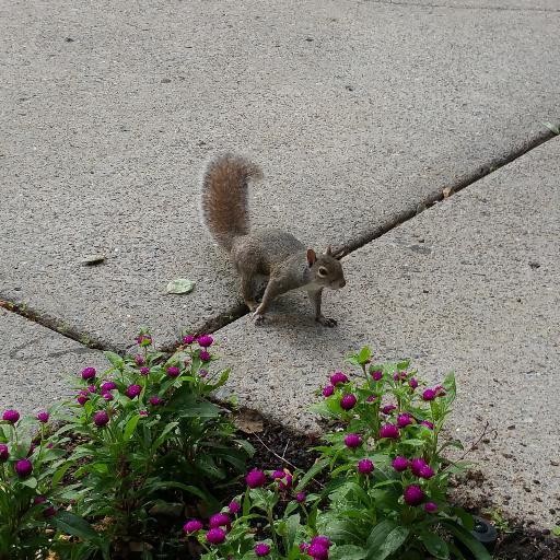 Friendly neighborhood voice dude. Part time squirrel.