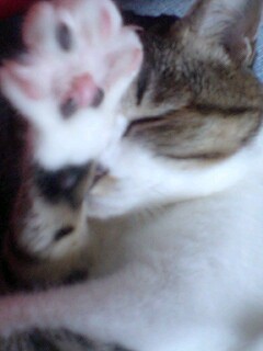 satoruriru's profile picture. 自堕落できままな生活サイクルの自営人です。大橋某屋号にてアニメーターちう。