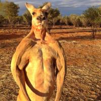 Kangaroogodang (@kangaroosado) 's Twitter Profile