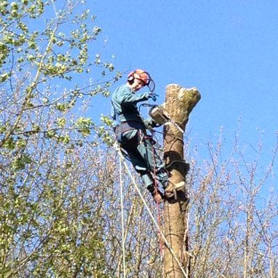 BasicarborFred's profile picture. 