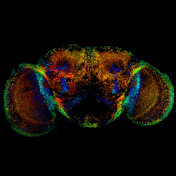 Developmental neurobiology lab at Imperial College London.