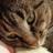 theliterarykat's profile image
