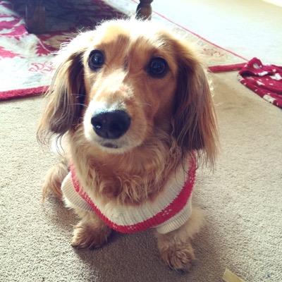 DaxiMama's profile picture. I am Peanuts dog mum I love animals,baking,comping. I have a spinal disease but that makes me fight harder to love life. Harvey is running free.♿️🦼🦽