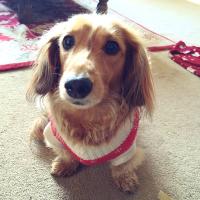 Peanut,Harvey OTRB🌈& Joolz-dog mom (@daximama) 's Twitter Profile