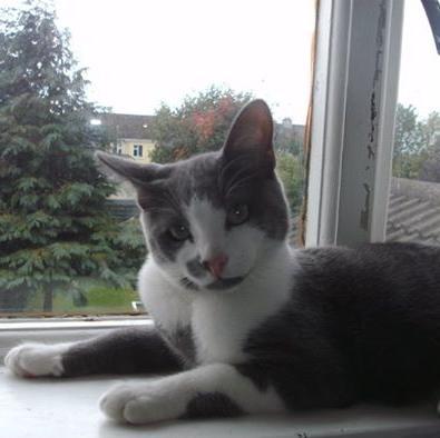 I have 2 sisfurs @Boudica_Is_Best @Lydia_Is_Boss 3 brofurs Simba, Spanner n Zoot. We all rescued by our mom @WyrleyVillan