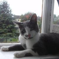 Tarmac (@tarmac_rules) 's Twitter Profile
