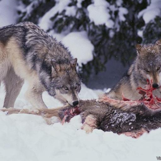 LOBOS RAPACES ... Con APARIENCIA DE PIEDAD !