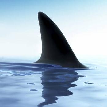 Get your shark fix the rest of the year. Follow for shark facts, science, comedy, and everything you love about sharks. #StopFinning #SaveSharks