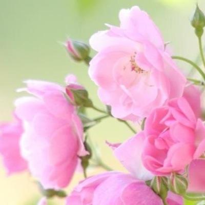 RFu9G0oRC13geBi's profile picture. 