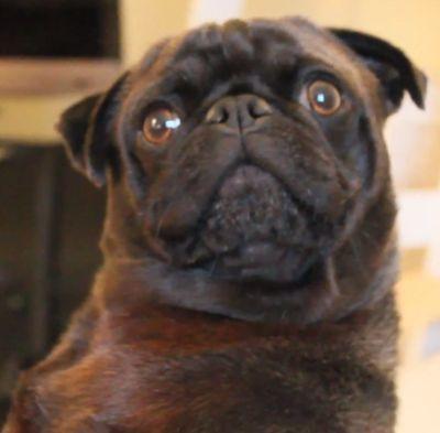 PewDiePugEdgar2's profile picture. I like to poop on Pewdiepie's walls.