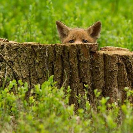 kmskts5a's profile picture. Η μοναδική, πραγματικά κόκκινη γραμμή του Έλληνα είναι η αλήθεια. Μόνον αυτήν δεν θα ανεχθεί.
Σχολίασμος ειδήσεων απ΄όλον τόν κόσμο, ορθολογισμός, διασκεδαση.