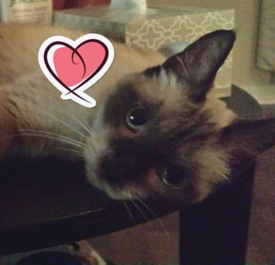 HappyKitty13's profile picture. A meow massages the heart - Stuart McMillan