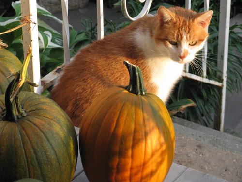 prov31mom23's profile picture. Army wife, homeschooling mom, online bookseller