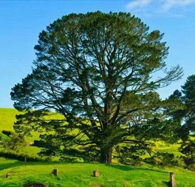 yokocchi3's profile picture. 