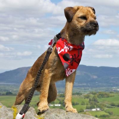 Selling dog bandanas, bow ties and other wear. Homeware and hair accessories