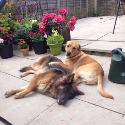 Our loved dogs Marley and Inca, showing off there daily antics.
https://t.co/nijUv2gK9t