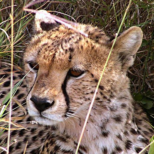 Photographer / Conservationist / Bird Breeder (2012 Gamesmaker) with own Wildlife Garden & Nature Reserve on Dartmoor. Life long 'Saints' supporter.