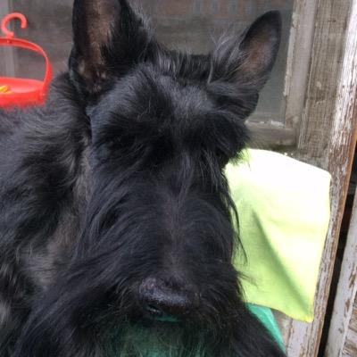 Has been a breeder of Scottish Terriers (Kilthorn kennel) since 1995. is a professor and professional translator of the English language, Spanish and French.