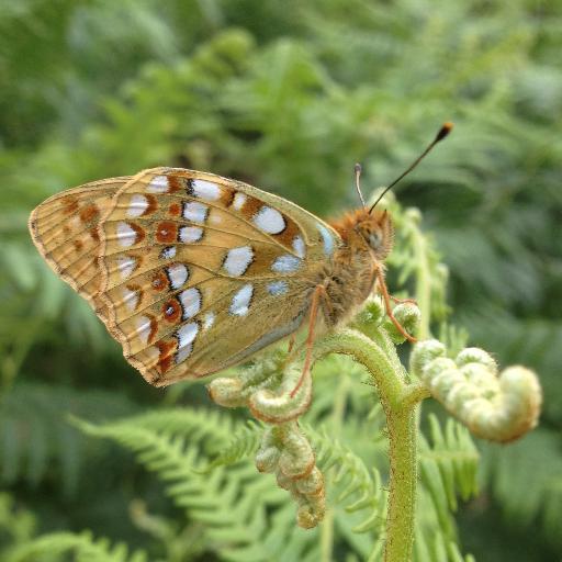 Working in the Morecambe Bay to help butterflies prosper and bring new management to wonderful woodland.