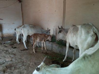 tha main purpose of this kendra is to care of injured n accodental GAU MATAS.this gau seva kendra is run with the help of some pitiful citizens.
JAI GAU MATA KI