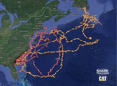 tweeting the latest news on ocearch and their tagged sharks