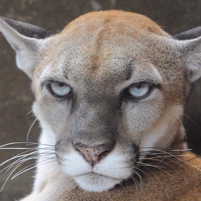 To potential employers trolling my twitter feed, at least you know what you're getting: a disdainful mountain lion.