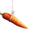 Carrot Trader is now Prime-Line Market Predictor. We broadcast LIVE to your Chart Screen
Just Right FUTURE Buy and Sell points.
