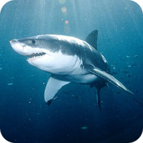 thechristopher's profile picture. 