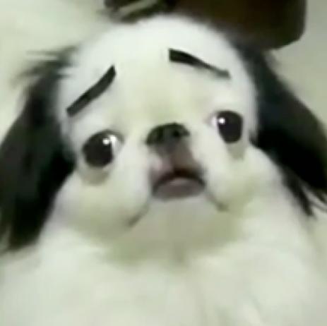 tufacuqysazu's profile picture. 毎日お疲れのあなたのために、
5秒で笑える面白動画を集めました。
笑顔になれる動画のオンパレードです！