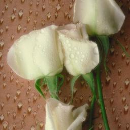 sharif825700's profile picture. 