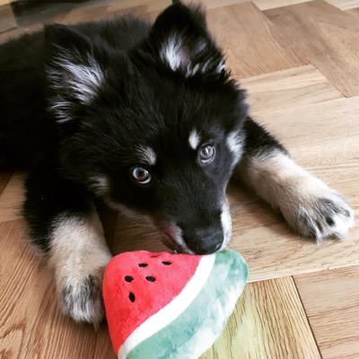 I'm Buddy the Pomsky from the UK You can follow me on Instagram Buddy_the_Pomsky