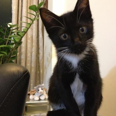 jf_jf_jf_jf_jf's profile picture. I flip my Canadian bacon 🥓 using chopsticks 🥢. Euro-Canadian and HK perm resident. Velvet Revolution ‘89 gen. #daydreamers