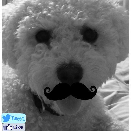 GentlemanPhilip's profile picture. Handmade, natural & healthy dog treats for friends of Gentleman Philip. gentlemanphilipsbarkery@gmail.com London AND Dublin