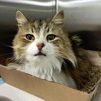 RSPCA WIGAN (@rspcapaws) 's Twitter Profile Photo RSPCA WIGAN (@rspcapaws) 's Twitter Profile Photo